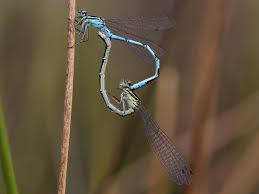 Attēlu rezultāti vaicājumam “Coenagrion hastulatum”