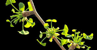 Attēlu rezultāti vaicājumam “Ginkgo biloba female flower”