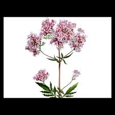 Attēlu rezultāti vaicājumam “Valeriana officinalis fruit”