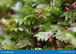 Attēlu rezultāti vaicājumam “Fissidens adianthoides”