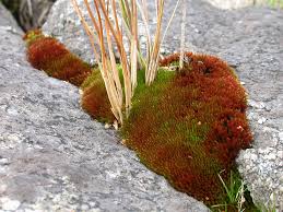 Attēlu rezultāti vaicājumam “Bryum pallescens sporophyte”