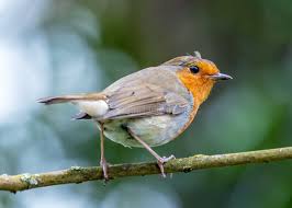 Attēlu rezultāti vaicājumam “Erithacus rubecula adult”