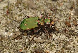 Attēlu rezultāti vaicājumam “Cicindela campestris”