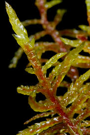 Attēlu rezultāti vaicājumam “Pleurozium schreberi”