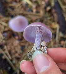 Attēlu rezultāti vaicājumam “Lepista sp.”