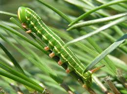 Attēlu rezultāti vaicājumam “Sphinx pinastri larva”