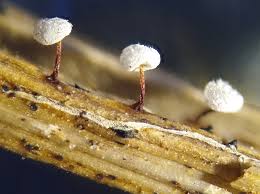 Attēlu rezultāti vaicājumam “Physarum virescens spores”