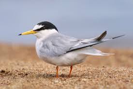 Attēlu rezultāti vaicājumam “Sternula albifrons”