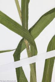 Attēlu rezultāti vaicājumam “Hordelymus europaeus leaf”