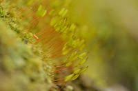 Attēlu rezultāti vaicājumam “Saelania glaucescens”