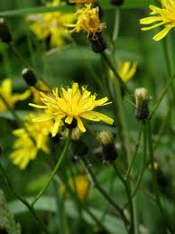 Attēlu rezultāti vaicājumam “Crepis paludosa leaf”