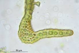 Attēlu rezultāti vaicājumam “Hymenostylium recurvirostrum macro”