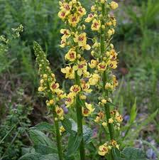 Image result for Verbascum nigrum
