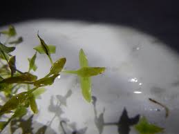 Attēlu rezultāti vaicājumam “Lemna trisulca”