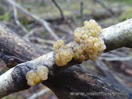 Attēlu rezultāti vaicājumam “Myxarium nucleatum”