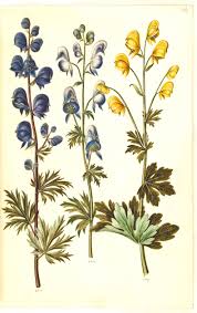 Image result for Aconitum napellus