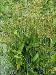 Attēlu rezultāti vaicājumam “Alisma plantago-aquatica leaf”