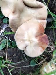 Attēlu rezultāti vaicājumam “Enteridium olivaceum”