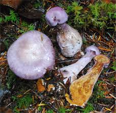 Attēlu rezultāti vaicājumam “Cortinarius traganus”