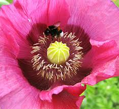 Attēlu rezultāti vaicājumam “xComagaria rosea”