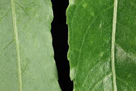 Attēlu rezultāti vaicājumam “Salix daphnoides subsp. acutifolia”