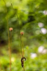 Attēlu rezultāti vaicājumam “Aquilegia vulgaris bud”