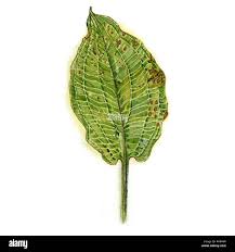 Attēlu rezultāti vaicājumam “Alisma plantago-aquatica leaf”