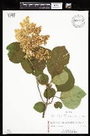 Attēlu rezultāti vaicājumam “Syringa reticulata subsp. amurensis”