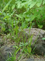 Attēlu rezultāti vaicājumam “Melica nutans flower”