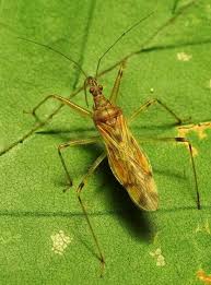 Attēlu rezultāti vaicājumam “Nabidae”