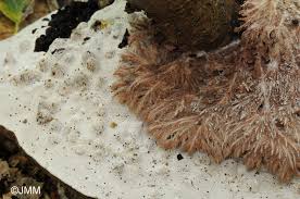 Attēlu rezultāti vaicājumam “Sporophagomyces chrysostomus”