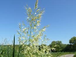 Attēlu rezultāti vaicājumam “Trisetum flavescens”