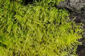 Attēlu rezultāti vaicājumam “Sciuro-hypnum curtum”