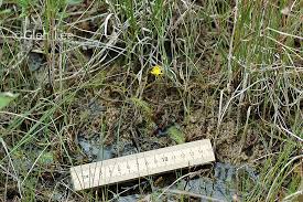 Attēlu rezultāti vaicājumam “Utricularia intermedia bud”