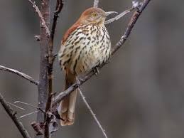 Image result for Toxostoma rufum