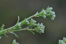 Attēlu rezultāti vaicājumam “Scleranthus perennis”
