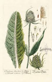 Image result for Dipsacus silvestris
