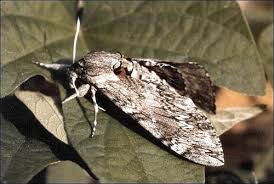 Attēlu rezultāti vaicājumam “Agrius convolvuli”