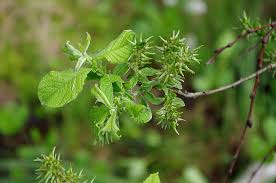 Attēlu rezultāti vaicājumam “Salix aurita”