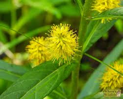 Attēlu rezultāti vaicājumam “Lysimachia thyrsiflora”