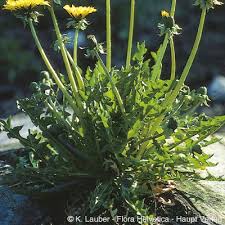 Attēlu rezultāti vaicājumam “Taraxacum officinale aggr.”
