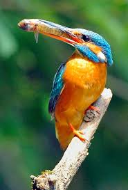 Attēlu rezultāti vaicājumam “Alcedo atthis nest”