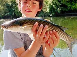 Image result for Liza ramada