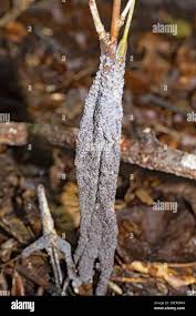 Attēlu rezultāti vaicājumam “Physarum cinereum macro”