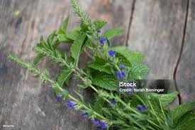 Image result for Ysop