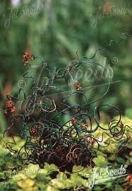 Attēlu rezultāti vaicājumam “Juncus filiformis”