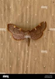 Attēlu rezultāti vaicājumam “Hypsopygia glaucinalis”