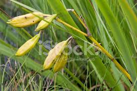 Attēlu rezultāti vaicājumam “Iris pseudacorus fruit”