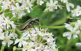 Attēlu rezultāti vaicājumam “Malachidae”