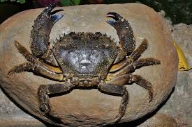 Image result for Eriphia verrucosa